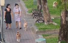 Né miệng chó dữ