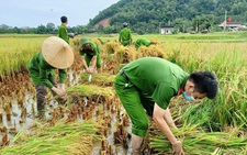 Bộ đội, công an cùng lội ruộng gặt lúa ‘chạy bão’ số 5 giúp dân