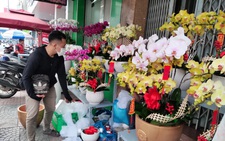 Lan hồ điệp chưng Tết hút hàng, tăng giá