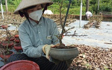 Lên mạng mua hoa Tết 'ship' tận cửa