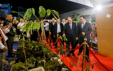 Chủ tịch nước: Sâm Lai Châu, sâm Ngọc Linh... cần xứng danh 'quốc bảo'