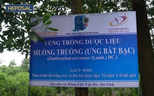 Phát triển dược liệu sản xuất Heposal - Sản phẩm giúp bảo vệ gan