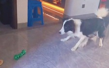 Chú chó chăn cừu bắt xương cực đỉnh
