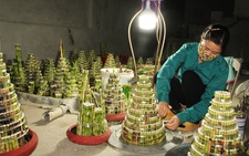 Làng ‘phát lộc’ lo mất Tết vì cây chết hàng loạt