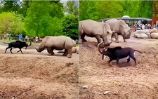 'Dê cụ' hổ báo chấp cả bầy tê giác