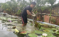 Kỹ sư địa chất trồng hoa súng