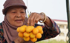 Thanh trà, vú sữa cho trái đầu mùa, nông dân Vĩnh Long rủng rỉnh kiếm tiền tiêu Tết