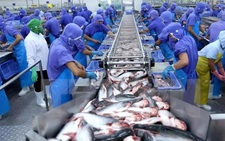 'Khai sáng' các thị trường mới đã giúp giá trị xuất khẩu cá tra vượt kỳ vọng