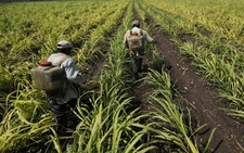 Giá phân bón thế giới tăng cao nhất mọi thời đại