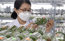 Củ Chi, Hóc Môn làm gì để đón 'đại bàng'?