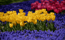 Hàng triệu bông tulip bung nở trong lễ hội hoa