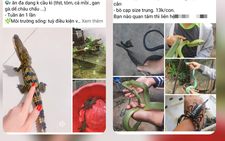 Bán rắn độc online, chủ shop bảo khách... lên mạng tìm hiểu cách nuôi