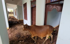 Trụ sở huyện bỏ hoang 'rộng rãi, nhốt bò sướng lắm'
