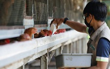 Malaysia hạn chế, Indonesia tìm cách xuất khẩu gà sang Singapore