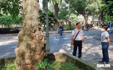 125 năm cao su 'cho vàng' ở Việt Nam - Kỳ 2: Ở 'đất tổ' cao su Thảo cầm viên