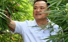 Bộ Y tế Thái Lan khuyến khích làm giàu hợp pháp từ cần sa
