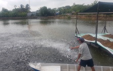 Chất lượng cá tra giống giảm, hao hụt nhiều và giá cả biến động mạnh