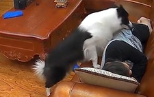 Chú chó lươn lẹo, giả vờ ngủ sau khi trộm tiền của chủ