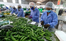 Thúc đẩy nền nông nghiệp minh bạch, trách nhiệm