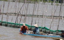 ‘Trữ lũ’ trên 88.000ha để cải tạo đất và tăng thu nhập cho nông dân