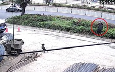 Chàng trai bị chó hù ngã vào bụi cây