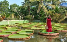 Tận mắt ngắm sen 