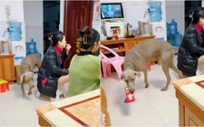 Chú chó trộm tiền lì xì đưa cậu chủ