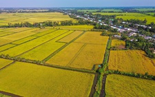 Nâng cao chuỗi giá trị lúa gạo để nông dân hưởng lợi lâu dài