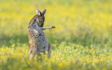 'Chú kangaroo đánh đàn' thắng 'Ảnh động vật hoang dã hài hước'