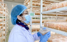 Dược chất quý Cordycepin trong Đông trùng hạ thảo CordySen có công dụng gì?