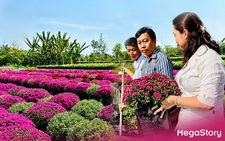 Hàng ngàn giỏ cúc mâm xôi nhiều màu cung ứng Festival hoa kiểng Sa Đéc