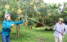 Xây dựng vùng cây ăn quả chất lượng cao