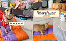 Chú chó trả thù đồng bọn vì cắn nệm của mình