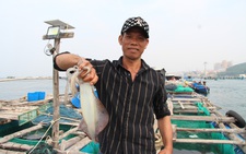 Lợi nhuận cao nhờ nuôi mực trong lồng, bè trên biển