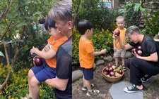 Các con Đàm Vĩnh Hưng thi nhau hái vú sữa trên cây ổi