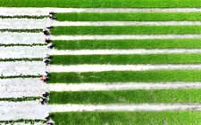 Thế giới thiếu 8,7 triệu tấn gạo