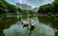 Hành trình thập kỷ ươm ‘rừng’ giữa lòng phố đầy ấn tượng của Gamuda Land tại TP.HCM