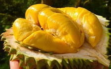 Mất gần 900 triệu đồng vì ham mua sầu riêng giá siêu rẻ