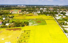 Cần cơ chế mới chuyển đất lúa thành 'vàng'