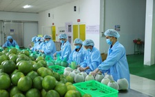Sầu riêng sẽ dẫn dắt rau quả cán đích xuất khẩu 4 tỉ USD?