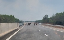 Tài xế giật mình với đàn bò giữa cao tốc Phan Thiết - Dầu Giây