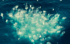 'Ocean': Sẽ ra sao nếu con người cứ tàn ác với đại dương?