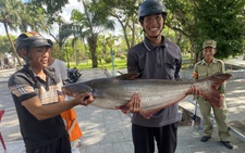 Đã mắt mẻ lưới kéo lên hàng tấn cá từ Giếng nước Mỹ Tho