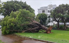 Nhật Bản, Hàn Quốc, Triều Tiên tăng cường ứng phó với bão Khanun