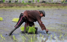 Ấn Độ cấm xuất khẩu gạo: Thái Lan hưởng lợi, có thể bán 8 triệu tấn năm nay