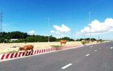 Bức xúc với nạn bò thả rông