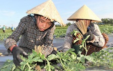 Mồ hôi trên ruộng dưa và những giọt nước mắt quyết tâm học đại học của Trinh