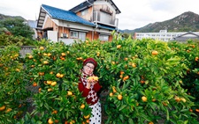 Hái trái cây tại vườn - đặc sản của Ehime, Nhật Bản