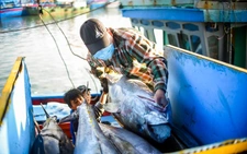 Cá ngừ Việt Nam sang Anh tăng trưởng 'bậc thang'