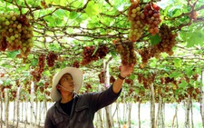 Điện hạt nhân Ninh Thuận: Người dân đồng tình, mong sớm an cư và được hỗ trợ sinh kế